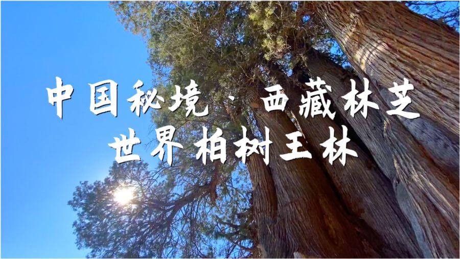水果益智对对碰